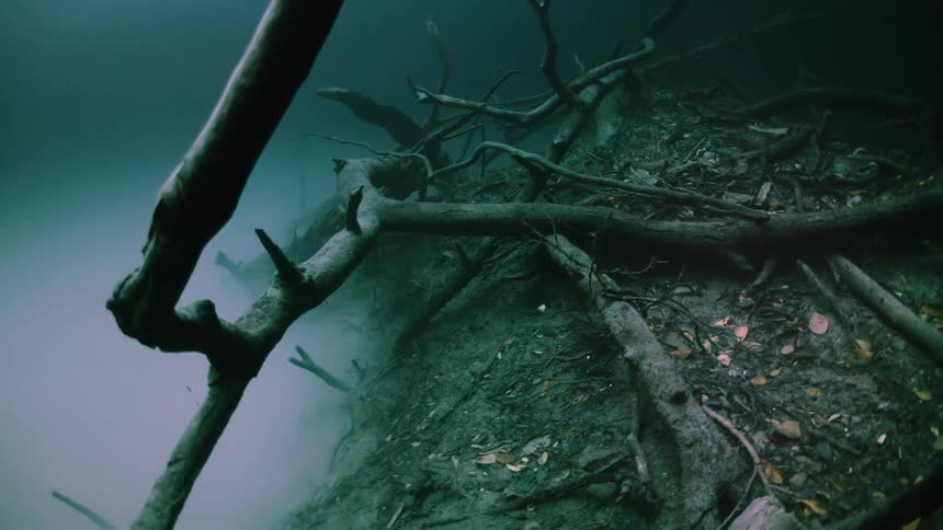Tree trunks submerged in the oceans