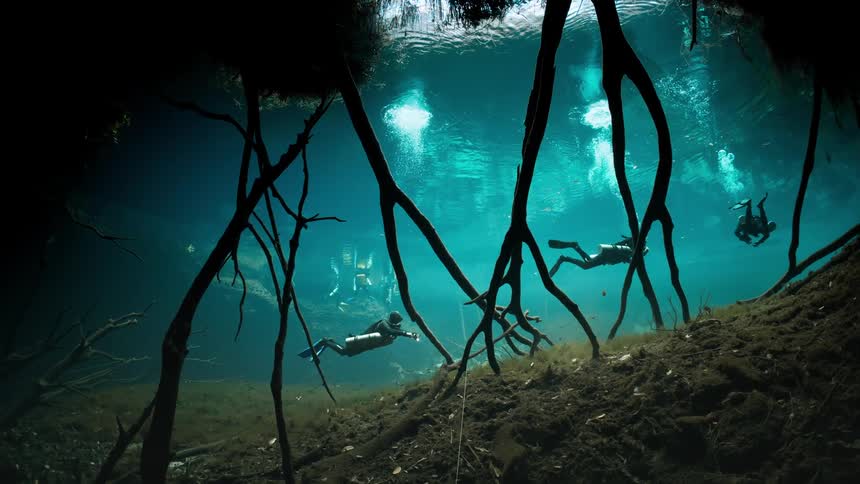 Divers exploring a cenote with crystal clear waters and tree roots