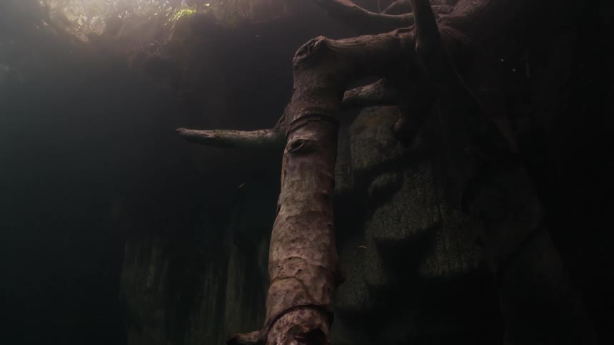 A tree is submerged underwater