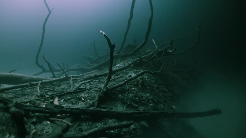 Tree trunks submerged in the ocean