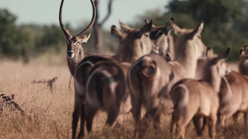 A herd of antelope run on the field
