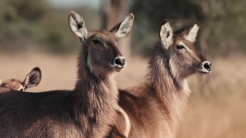Group of antelopes of different sizes in the jungle