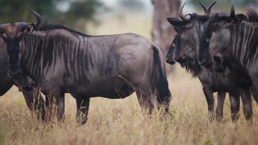 A herd of animals with horns stand together