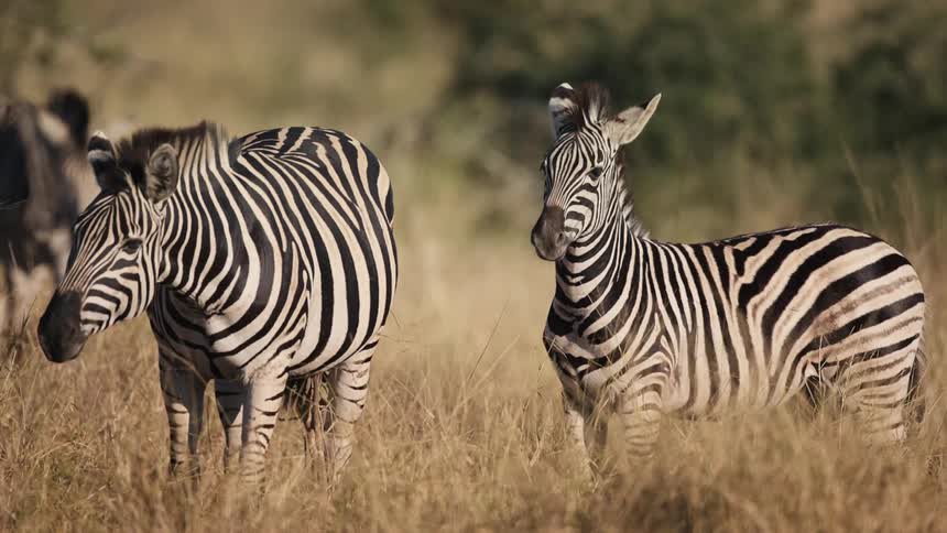 Two zebras standing in a field of beige vegetation and one of them is turning around