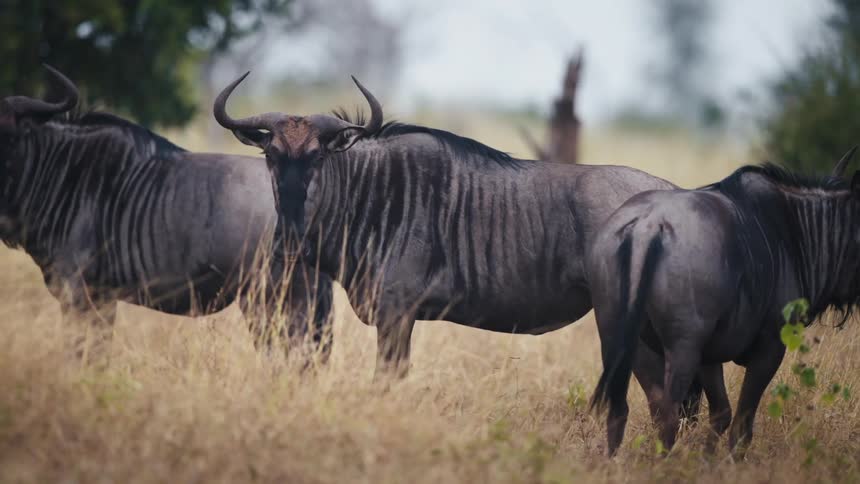 A group of wildebeest are looking forward in a savannah environment with dry grass