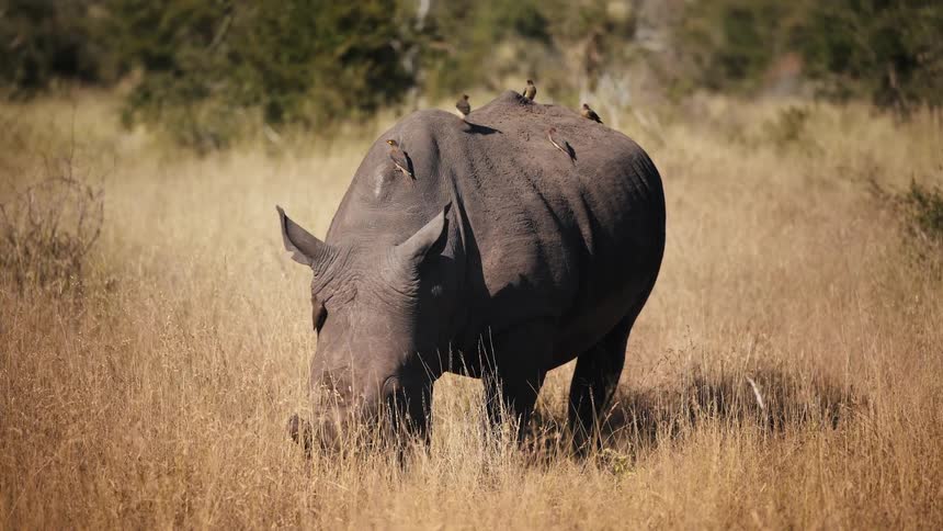 Birds on top of a rhino in the wild