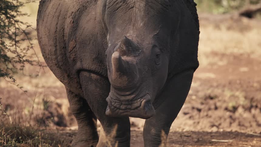 Adult rhino stands in a fieldon a sunny day and looks around