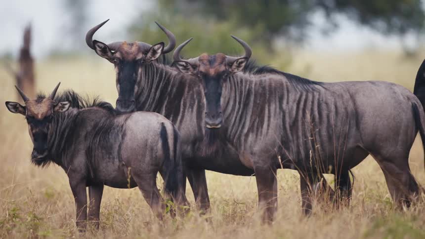 A group of wildebeest standing in a savannah with dry grass
