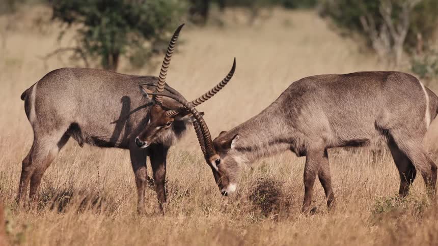 Two antelopes with large curved horns in a confrontation