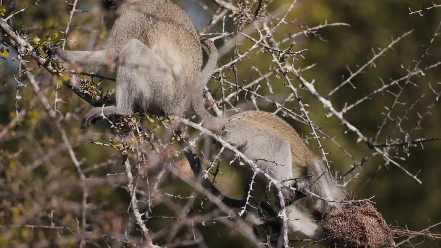 Two baboons sitting among branches with leaves against a blurred background of vegetation
