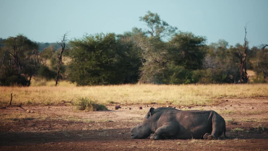 Rhinoceros flapping its ears to shoo away birds while it sleeps on the ground
