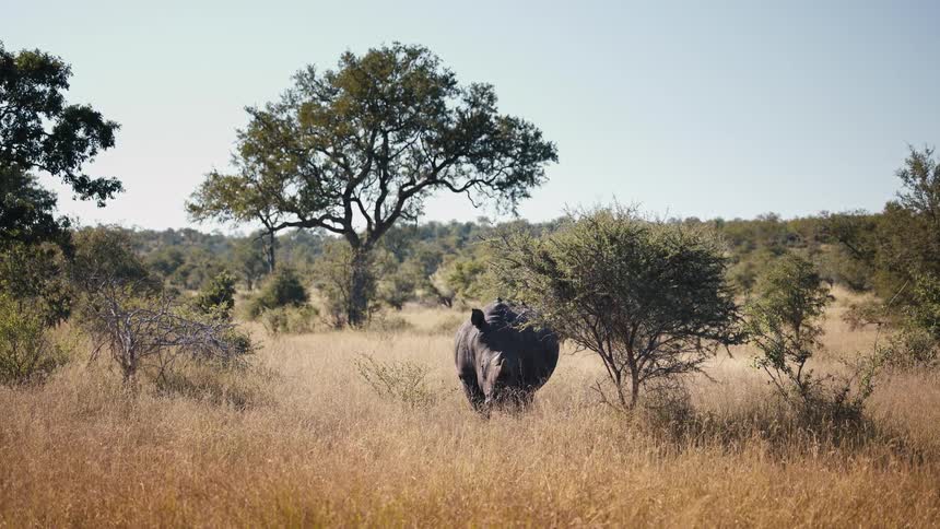 Rhinoceros in the middle of a jungle