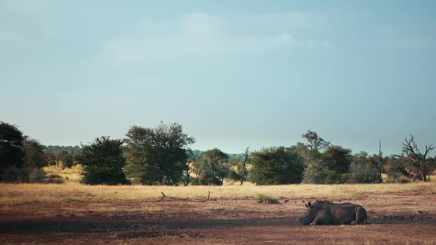 A rhinoceros lying on dry grasslands near a row of trees on a sunny day