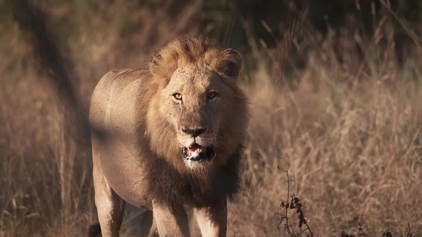 A lion walks through the grass