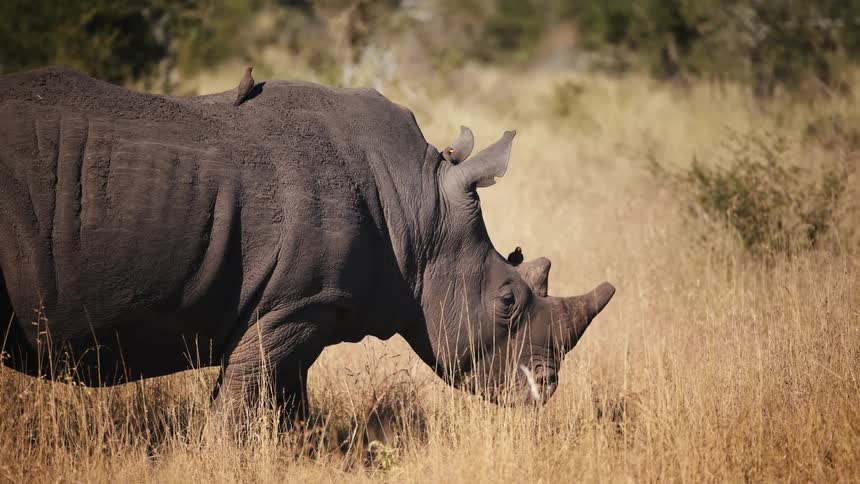 A rhino grazes on some grass