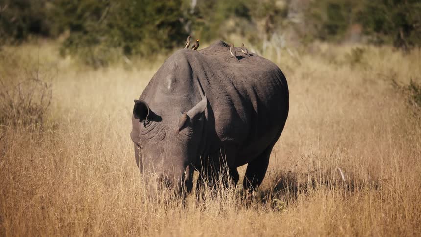 Rhinoceros grazing in tall grass with birds perched on its back
