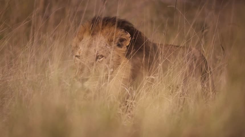 Lion walking in a field of tall dry grass
