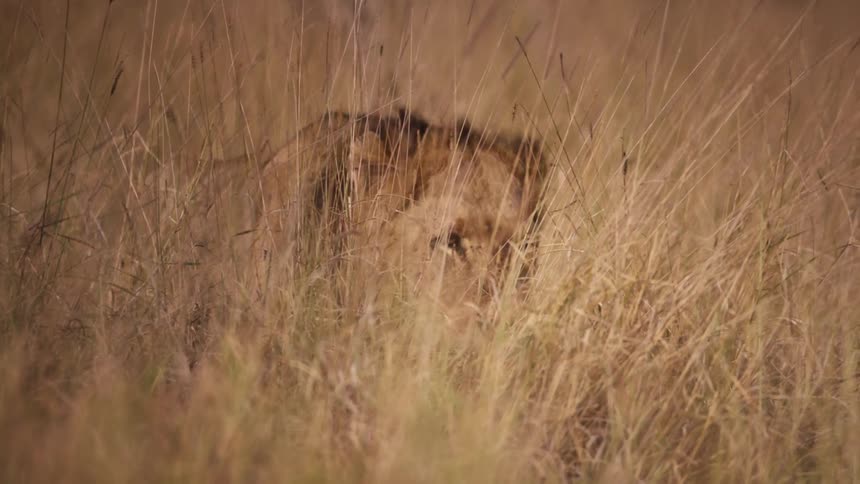 A lion walks through tall brown grass