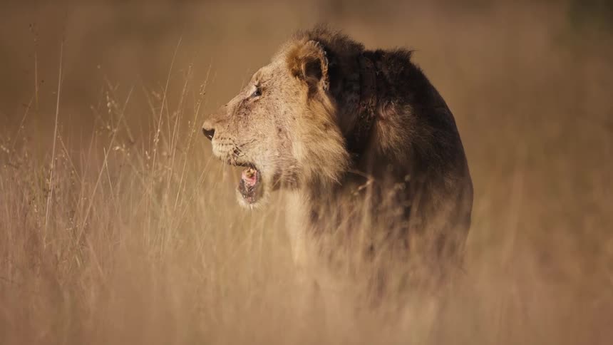 Lion with mouth open in dry grass on tree