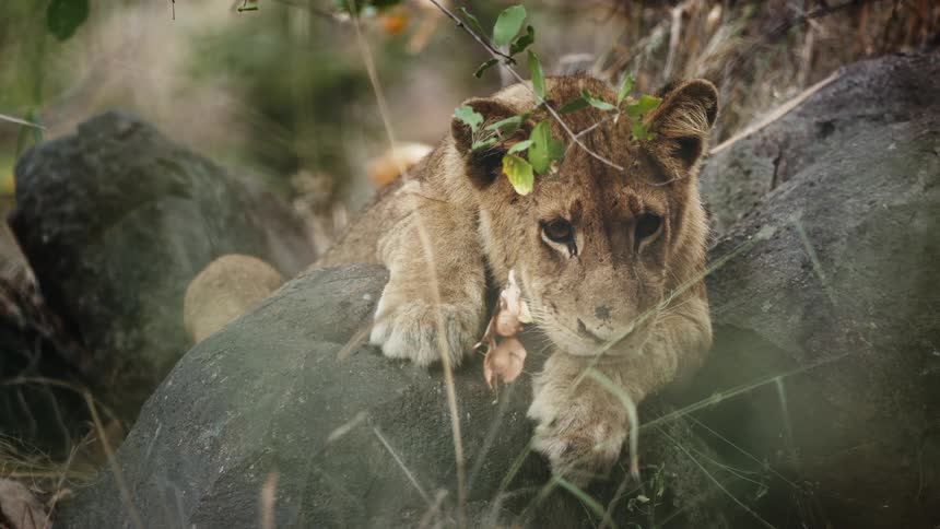 Little lion blinking his eyes while lying on a rock in the jungle