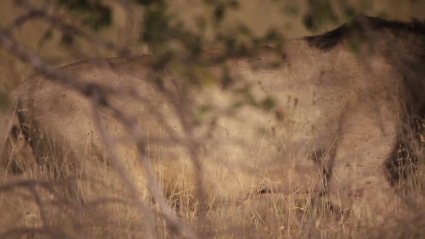 A large lion walks by