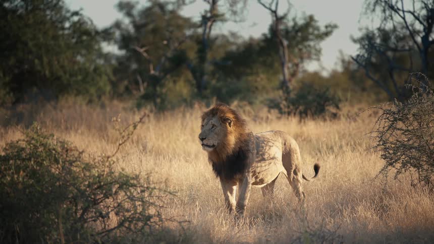 Lion standing in a field of dry grass with trees in the distance