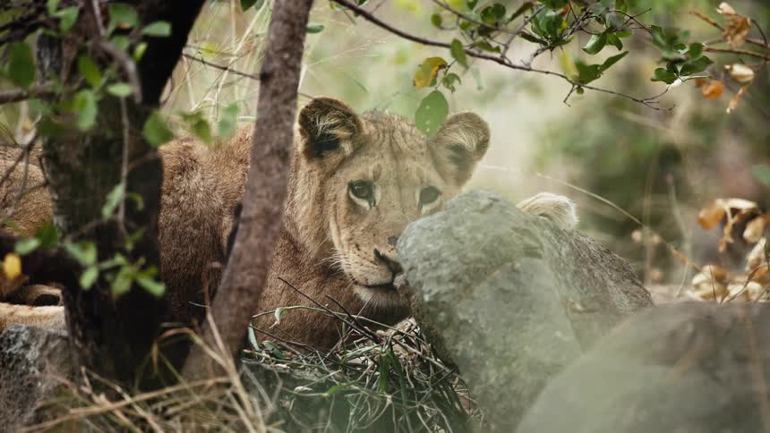 Lioness lying in the jungle with a fixed stare