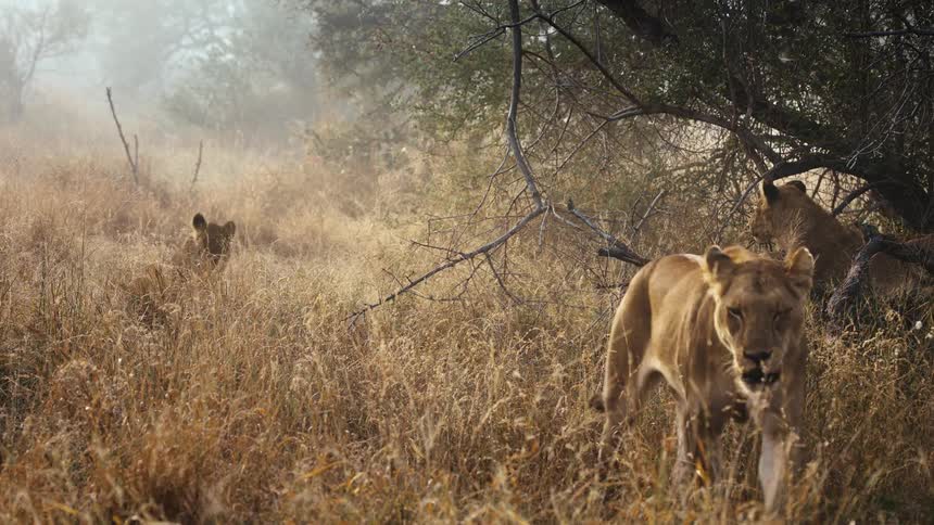 Lionesses walking and resting in the savannah