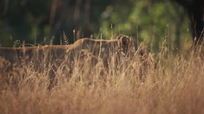 Lioness stalking through tall brown grass in the early evening