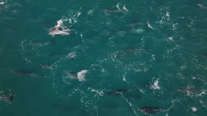A group of dolphins swim in the ocean