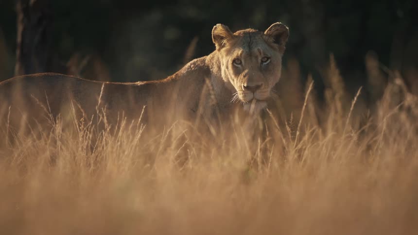 Lioness stands among the brown grass and stares