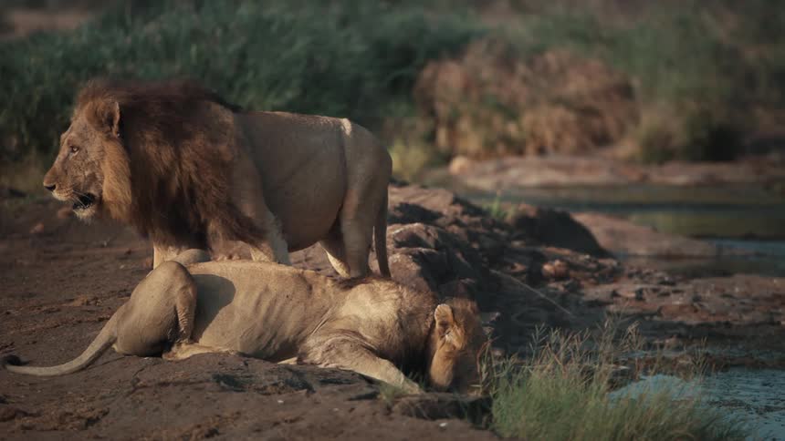 Lion walking and a lioness drinking water in the jungle
