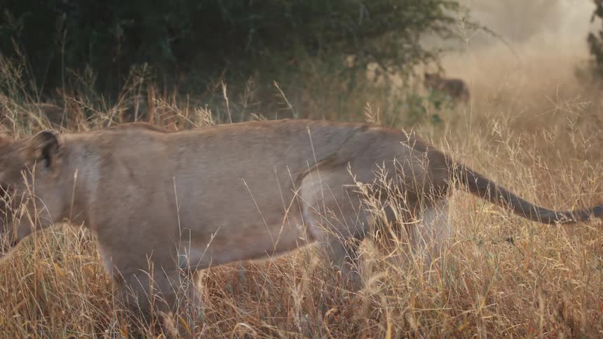 Lioness stands up and limps through the tall savanna grass holding its rear leg off the ground