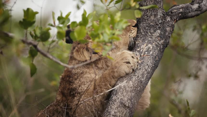 A lion rests on a tree branch chewing on the bark