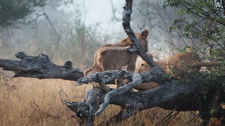 Two lions playing on top of a tree trunk in the forest