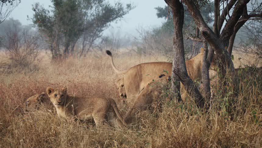 A family of lions is playing together in a grassland on a cloudy day