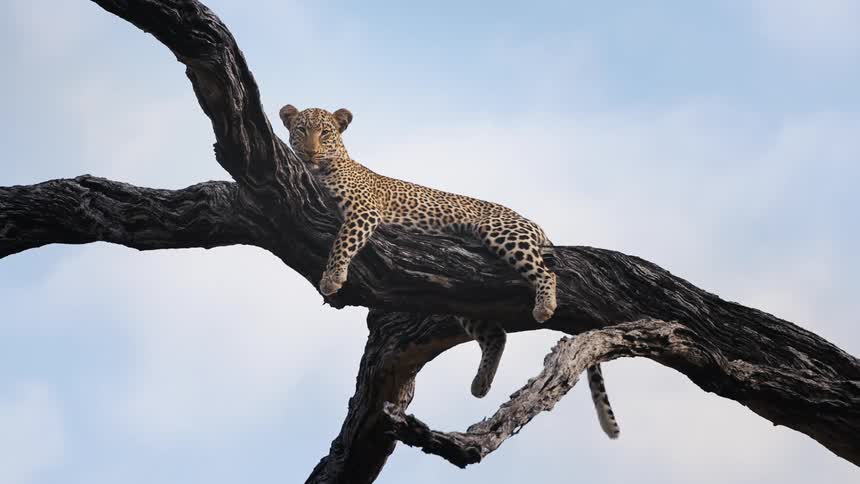Jaguar lying on a log in the jungle