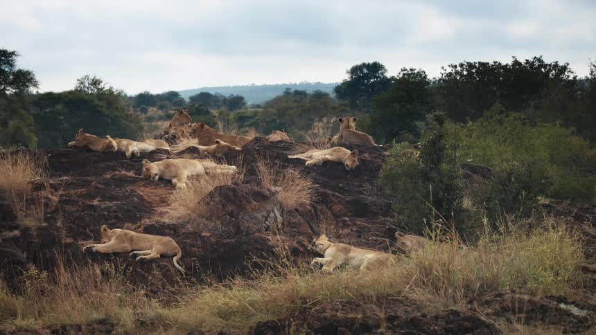 A pride of lions rest