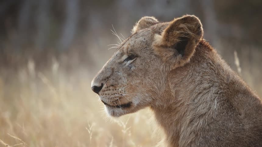 Lioness watches and listens peacefully in tall brown grass in the early evening