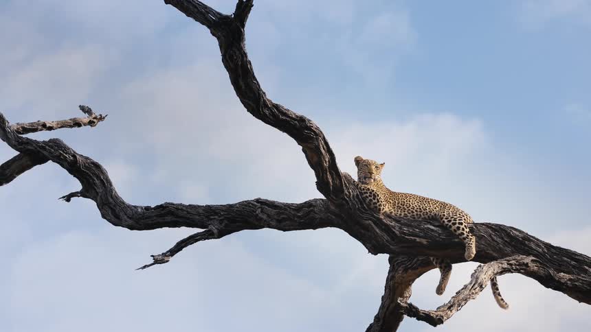 A leopard lying on a dry tree trunk