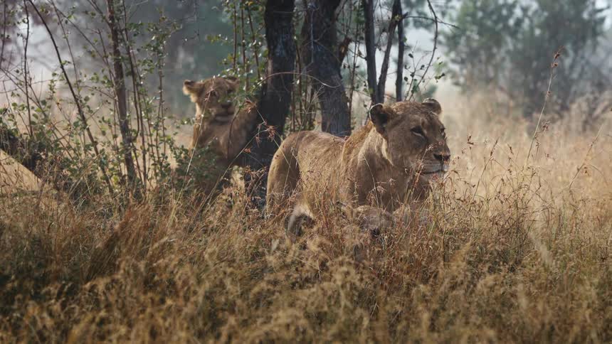 Lioness with two cubs camouflaged in the jungle