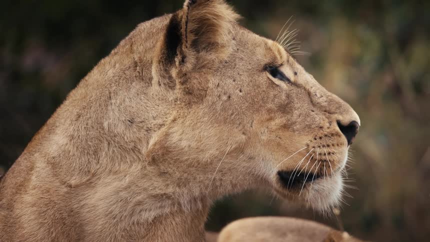 Face of a lioness lying down watching