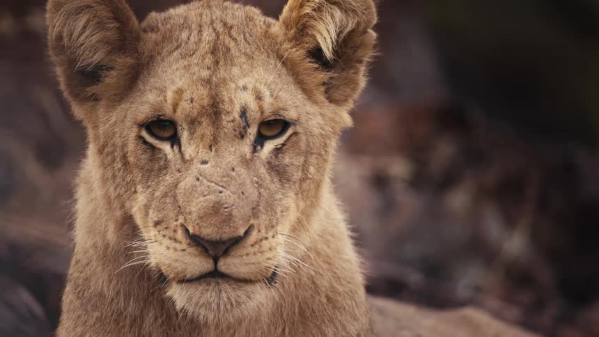 Detailed profile of a lions face showcasing its intense gaze and tawny fur