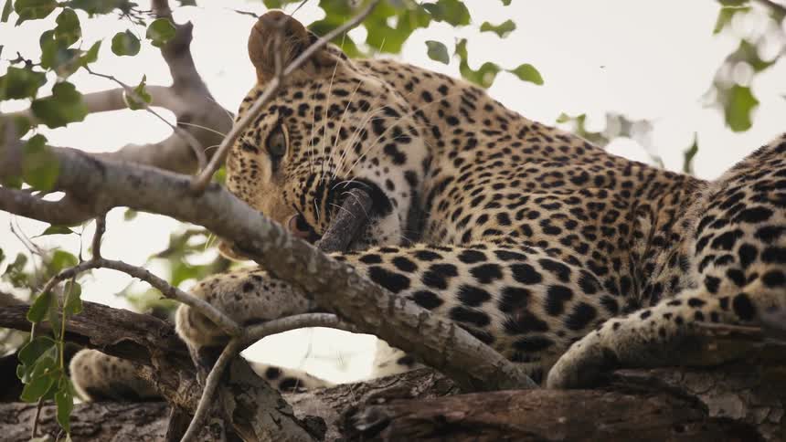 A jaguar with yellow fur and black balls is on top of the branches of a tree and is biting a branch