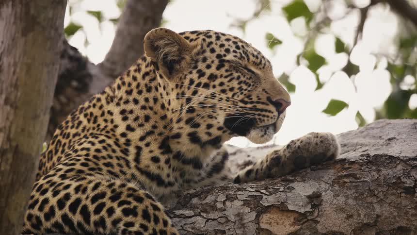 Jaguar lying on a tree trunk