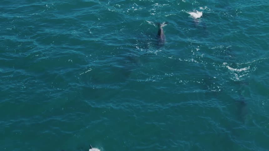 Dolphins jump in and out of the water