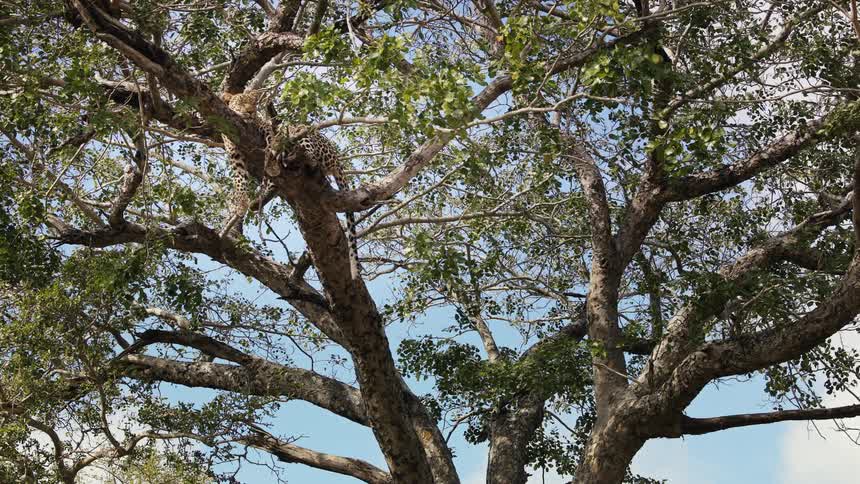 Two jaguars sleeping in a tall tree