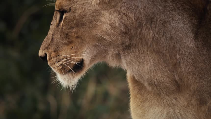 Profile view of a lioness looking intently into the distance