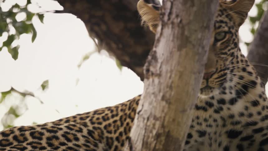 A jaguar is lying on the branches of a tree and then gets up