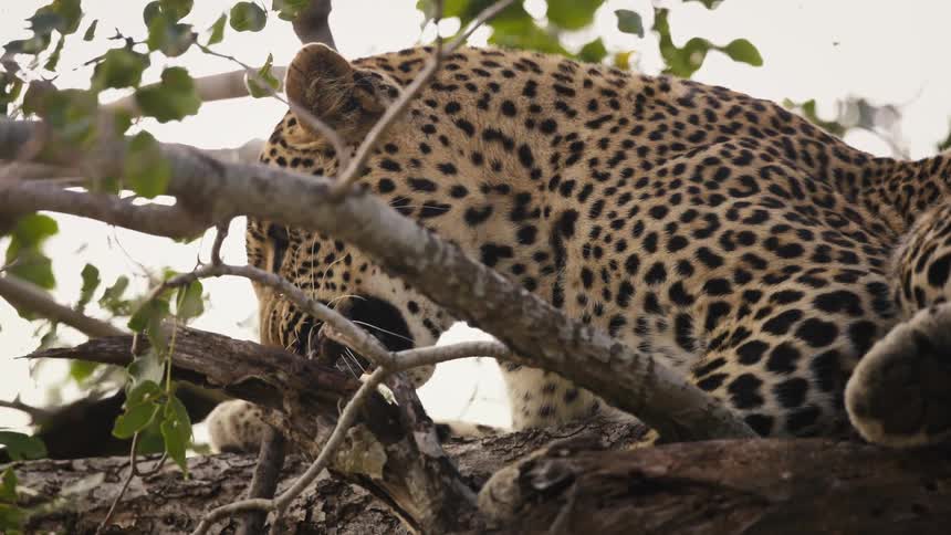 A cheetah is laying on a branch